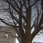 The Moon and the Tree Vertical Panoramic