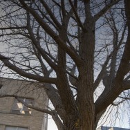 moon_and_tree