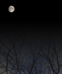moon_and_tree